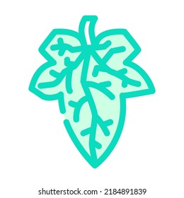 cucumber leaf color icon vector. cucumber leaf sign. isolated symbol illustration