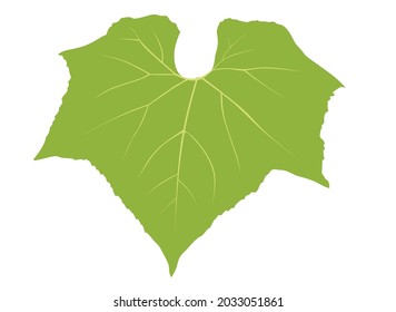 Vector de hoja de pepino (Cucumis sativus) aislado sobre fondo blanco