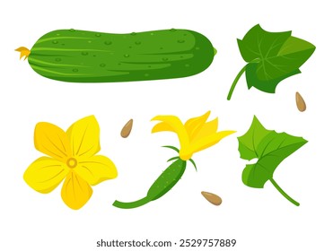 Pepino, folhas, flores e sementes. Elementos de planta de pepino. Vegetais orgânicos comida vegetariana. Ilustração de ícones de vetor isolada em fundo branco.