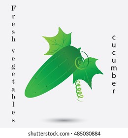 cucumber with leaves isolated on white background fresh vegetables inscription art abstract creative modern vector