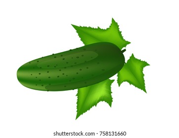 Cucumber with leaves isolated on white background. Vector illustration 