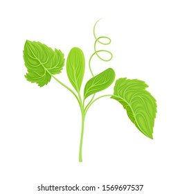 Cucumber Leaves and Stalk with Cirrus Vector Item
