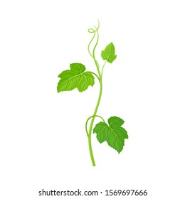 Cucumber Leaves and Stalk with Cirrus Vector Item