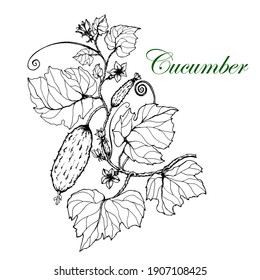 Cucumber with leaves,stem and flowers . Plant.White and black sketch. Vector. Hand-drawn illustration.Isolated. On a white background.Collection of vegetables.Vegetable menu design, packaging.