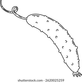 Cucumber Line Art Illustration – Hand Drawn Vegetable Sketch