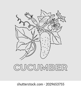 Cucumber on a branch with leaves. Vector.