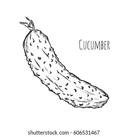 cucumber on a white background
