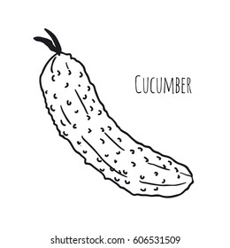 cucumber on a white background