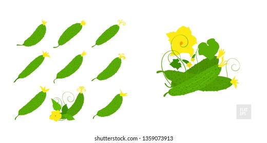 Cucumber on a white background set. Very simple flat style. Different cucumbers in assortment with leaves, and yellow flowers. Can be used as an icon, symbol, and in other simple visualizations