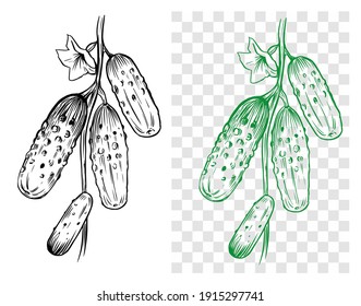 Cucumber outline set. Hand drawn vector sketch. Black on transparent background