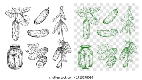 Cucumber outline set. Hand drawn vector sketch. Black on transparent background