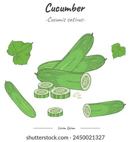 Cucumber Package. set Cucumber   illustration. Can be used for topics like biology or education poster.