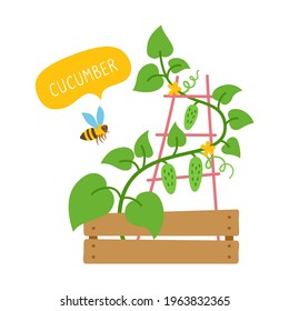 Cucumber plant with bee flat cartoon card. Organic vegetable with speech bubble, green shoots. Potted seedlings, plants city farm or farming, agriculture. Isolated vector illustration