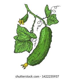 Cucumber plant branch color sketch engraving vector illustration. Scratch board style imitation. Hand drawn image.