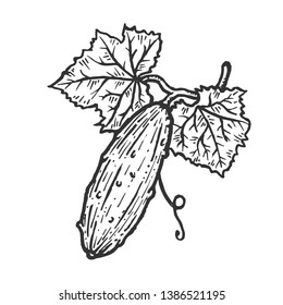 Cucumber plant branch sketch engraving vector illustration. Scratch board style imitation. Hand drawn image.