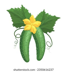 Cucumber plant cartoon drawing. Pepino farm food vegetables leaves flower hand drawn concombre colored sketch isolated vector illustration