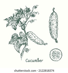 Cucumber plant with cucumbers, leaves and flowers, cucumber and cut slice. Ink black and white doodle drawing in woodcut style