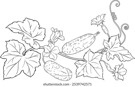 Planta de pepino con flores Ilustración de contorno