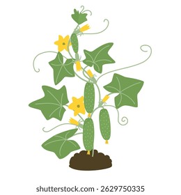 Cucumber plant with fruits isolated on white background. Grown agricultural crop with blossoms, stems, tendrils and leaves. Green, yellow and brown colors. Vector botanical design in flat style.