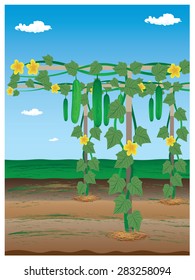 cucumber plant in garden vector design