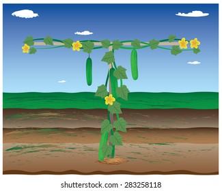 cucumber plant in garden vector design