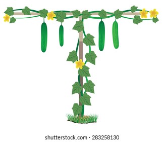 cucumber plant in garden vector design