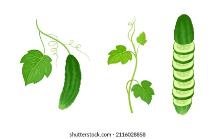 Cucumber plant with green stem, leaves and fresh ripe sliced vegetable vector illustration