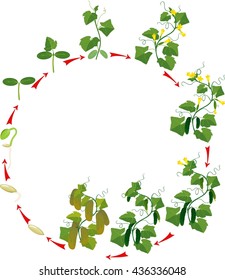 Cucumber plant growth cycle