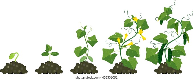 Cucumber Plant Growth Cycle