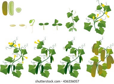 Cucumber plant growth cycle