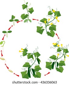 Cucumber plant growth cycle