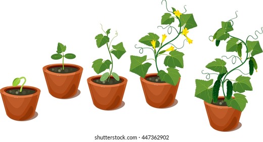 Cucumber plant growth cycle
