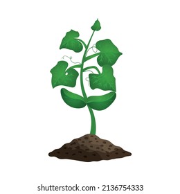 Cucumber plant growth stages composition with image of sprout with leaves in ground vector illustration