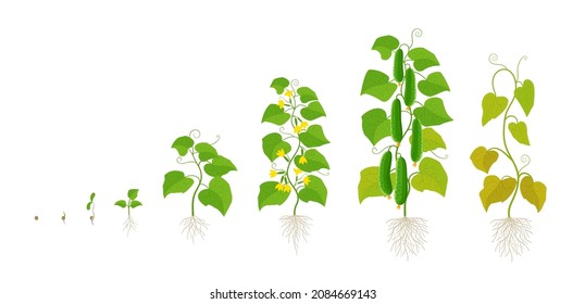 Cucumber plant. Growth stages. Ripening period. The life cycle of the vegetable.