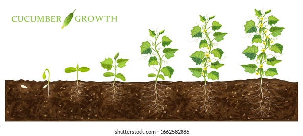 Cucumber Plant Growth Stages From Seed To Flowering And Ripening. Illustration Of Cucumber Feld And Life Cycle Of Healthy Plants With Underground Roots System Isolated On White. Organic Gardening