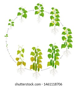 Cucumber plant. Growth stages. Vector illustration. Ripening period. The life cycle of the vegetable.