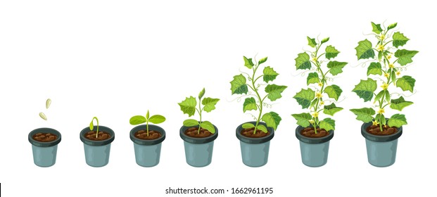 cucumber plants in pot. cucumber growth stages from seed to flowering and ripening. vector illustration of healthy plants life cycle isolated on white backdrop.organic gardening. city farm infographic