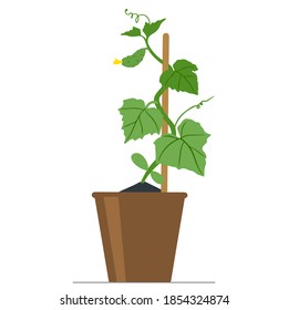 Gurken-Samen in einem Blumentopf.
