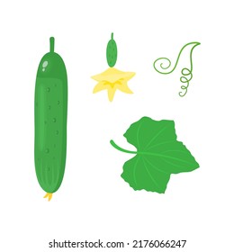 Cucumber set. Flat style. Vector illustration 