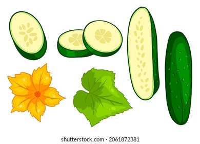Cucumber set. Fresh cucumbers, wedges, half a cucumber, flower and leaf. In a cartoon style. Vector illustration for design and decoration.