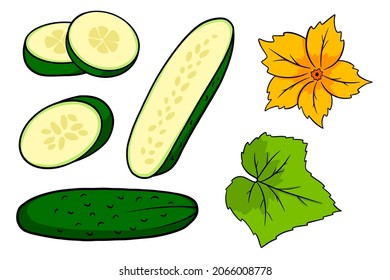 Cucumber set. Fresh cucumbers, wedges, half a cucumber, flower and leaf. In a cartoon style. Vector illustration for design and decoration.