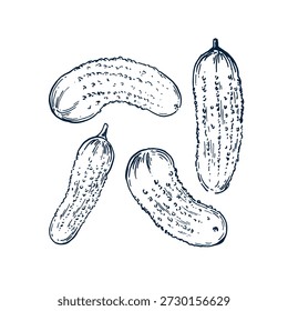 Cucumber set hand drawn Isolated vector illustration. Health food produce. Greeting card templates, restaurant menu, packaging. Detailed botanical sketches. Pencil drawing. Engraving style collection