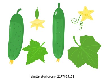 Cucumber set. Leaves and flowers. Vector illustration 