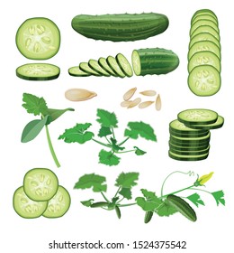 Cucumber set: seeds, sprout, vine, flower, plant, fruits and cut pieces. Vector illustration isolated on white background