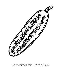 Cucumber sketch. Cut vegetable. Vegetarian food, diet. Hand drawn vector illustration.