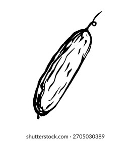 Esboço de pepino, rabiscar. Gráficos vetoriais.