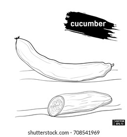 cucumber sketch hand drawing element.