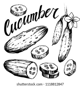 Cucumber sketch. Hand drawn vector
