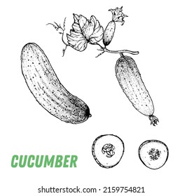 Cucumber sketch. Hand drawn vector illustration. Engraved image. Cucumber vegetable hand drawn sketch.