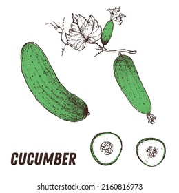 Cucumber sketch. Hand drawn vector illustration. Engraved image. Cucumber vegetable hand drawn sketch.